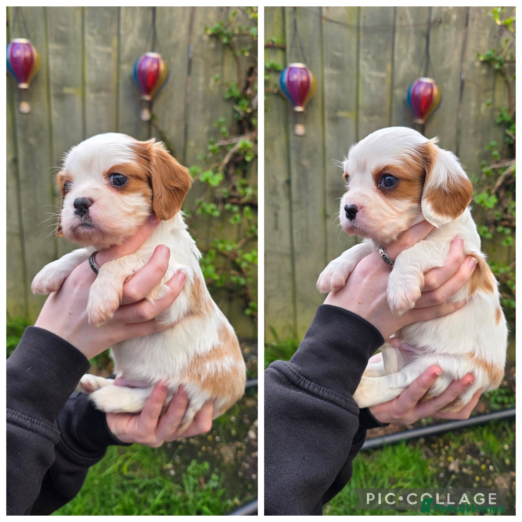 Cavalier King Charles Spaniel dogs Gorgeous cavalier king charles pups health tested - Advert 9