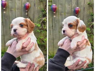 Cavalier King Charles Spaniel dogs Gorgeous cavalier king charles pups health tested - Advert 9