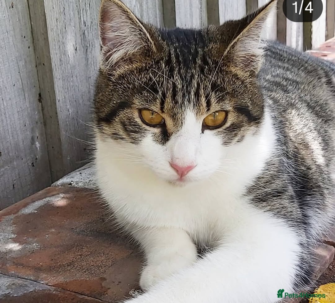 Mixed Breed cats for sale: Looking for a loving home for our Male cat - Advert 4