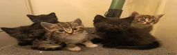 Mixed Breed cats for sale: Kittens for sale  in Wrexham - Advert 18