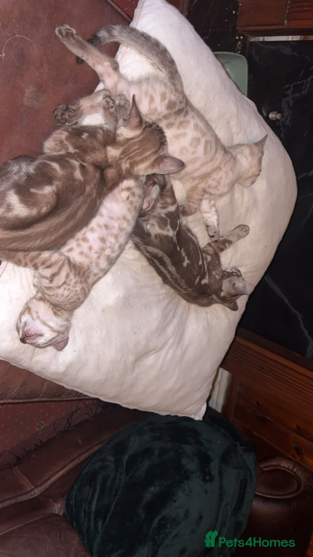 Bengal cats for sale: 🐾 Stunning TICA Registered Bengal Kittens 🐾 - Advert 1