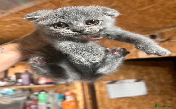 British Shorthair cats - Advert 2
