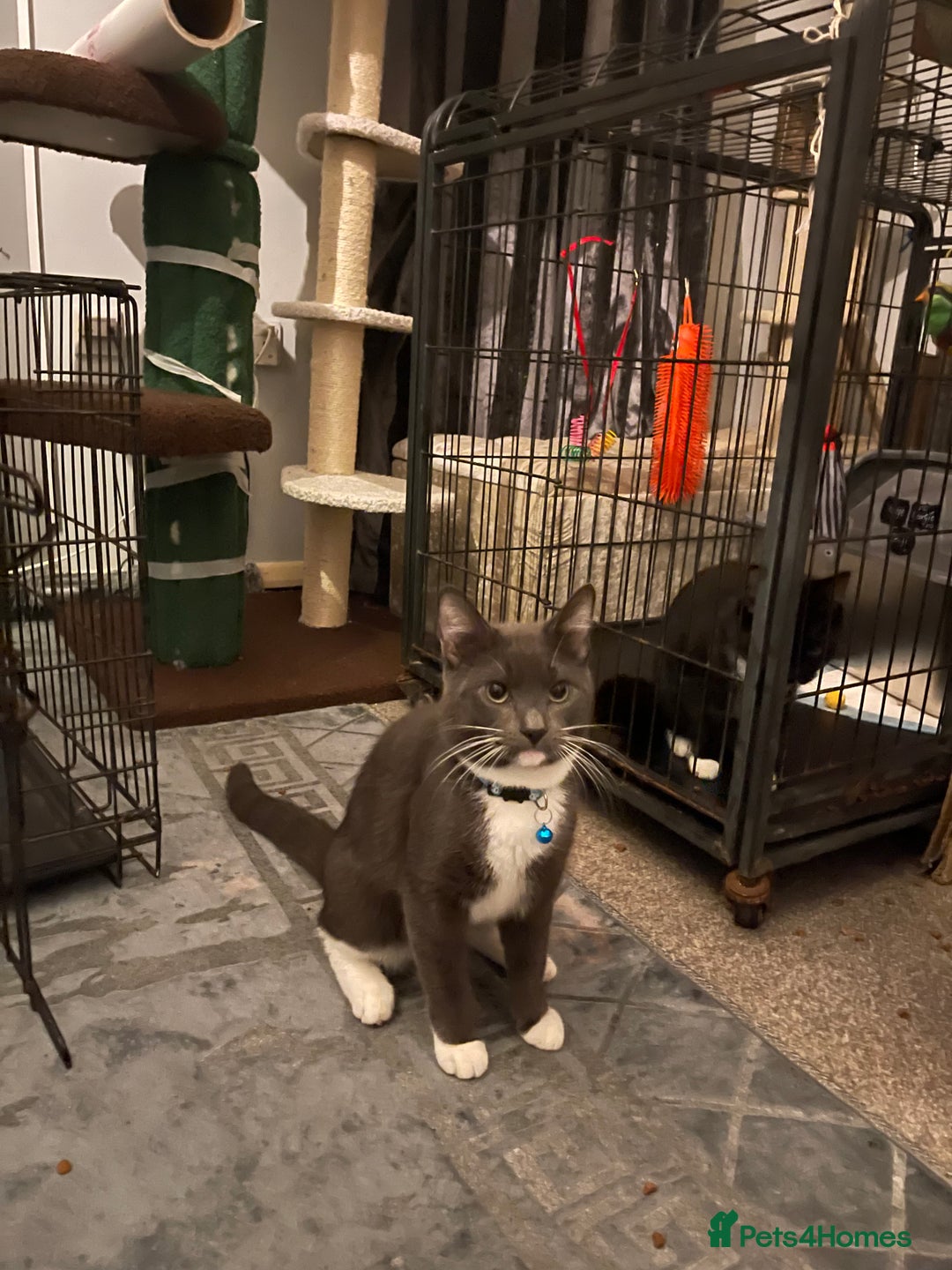 Domestic Shorthair cats for sale: Russian blue mix Domestic shorthair Kitten  - Advert 2