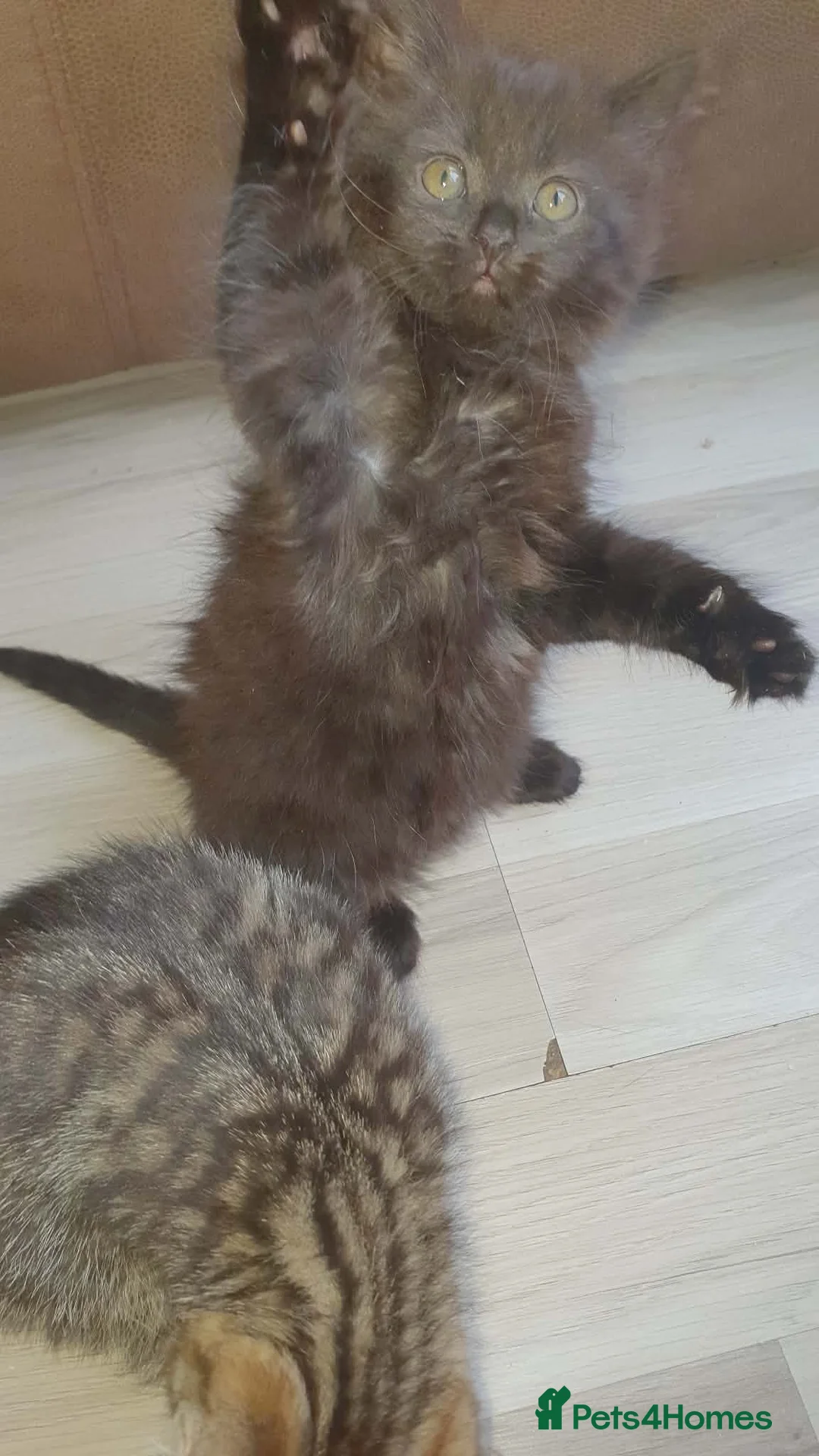 Mixed Breed cats for sale: Kittens - Advert 2