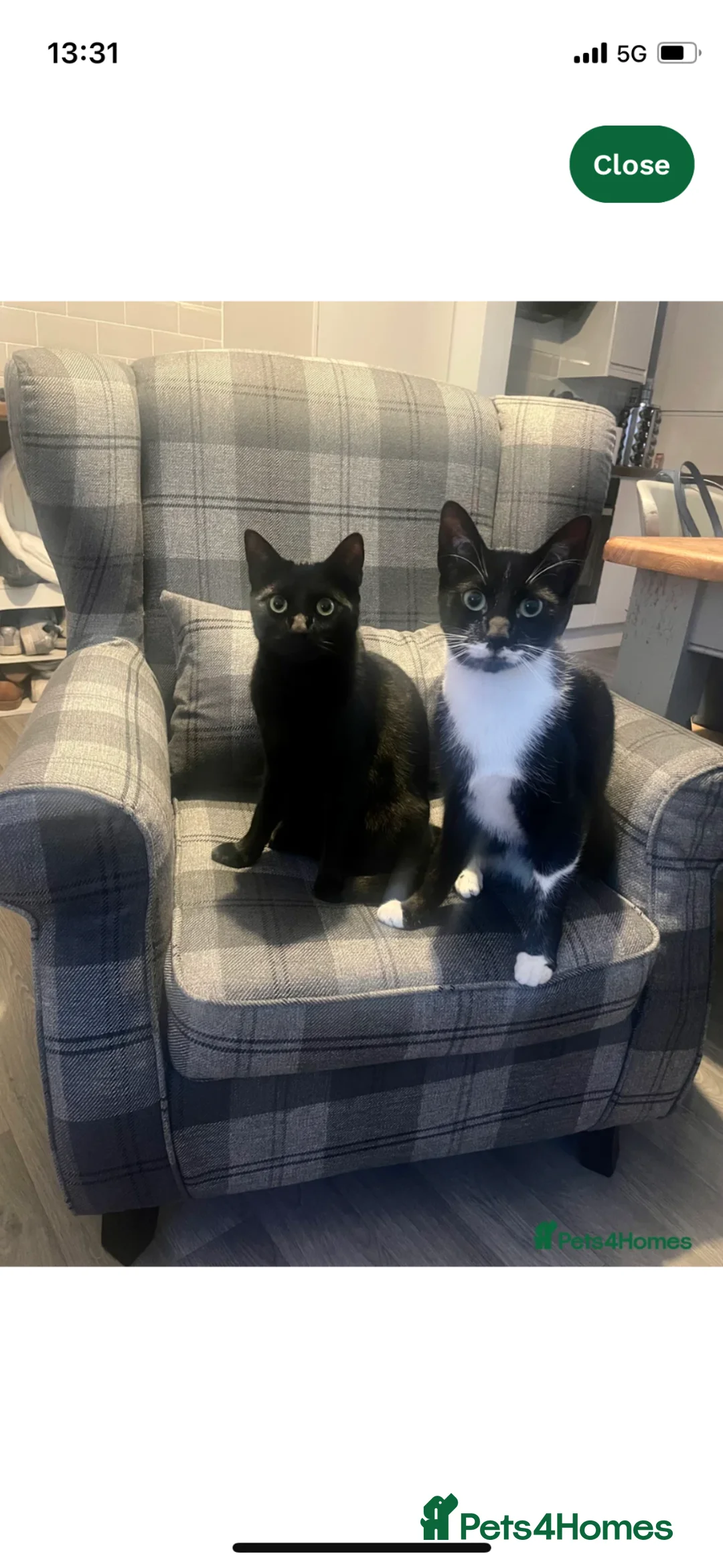 Mixed Breed cats for sale: 4 cats for rehome - Advert 1