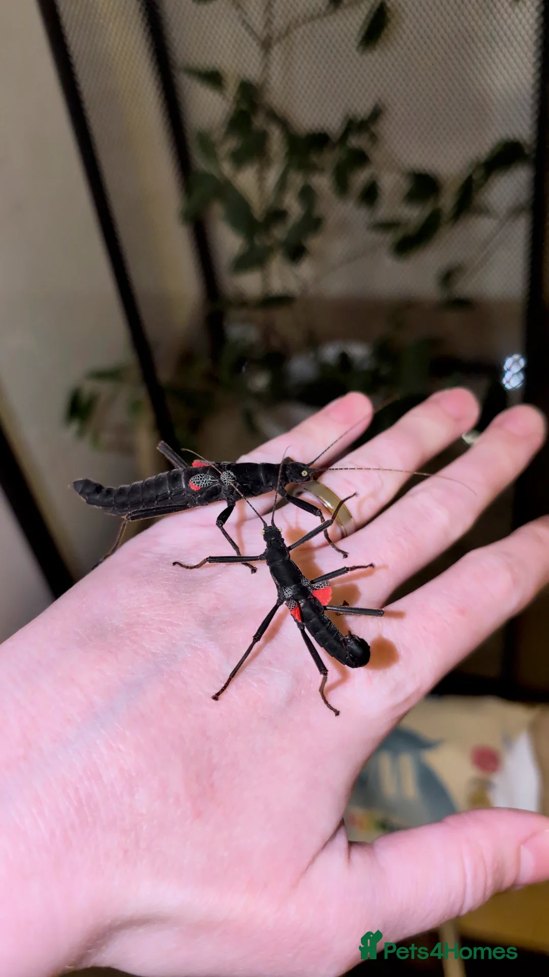 Stick Insects invertebrates for sale: Black beauty stick insects with eggs  - Advert 1