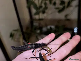 Stick Insects invertebrates Black beauty stick insects with eggs - Advert 18