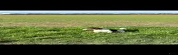 Jack Russell dogs for sale: Traditional Jack Russell Puppies  - Advert 13