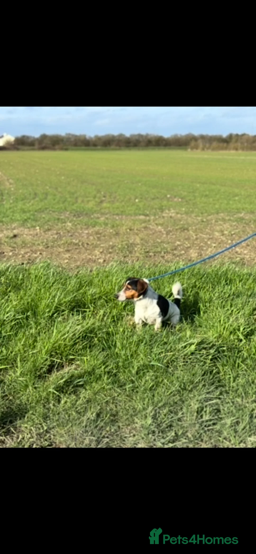 Jack Russell dogs for sale: Traditional Jack Russell Puppies  - Advert 13