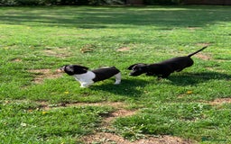 Miniature Dachshund dogs for sale: Beautiful mini daxi puppies pra clear READY NOW - Image 19