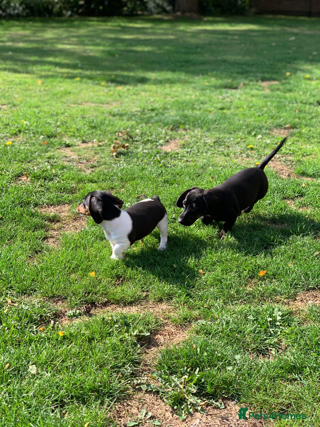 Miniature Dachshund dogs for sale: Beautiful mini daxi puppies pra clear READY NOW - Image 19