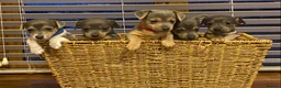 Jack Russell dogs for sale: Stunning small type jack Russell. Pups - Advert 1