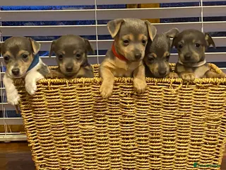 Jack Russell dogs Stunning small type jack Russell. Pups - Advert 18