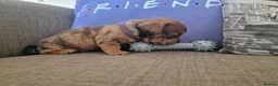 Mixed Breed dogs for sale: Only 1 Girl left! Ready to leave in a week!  - Advert 20