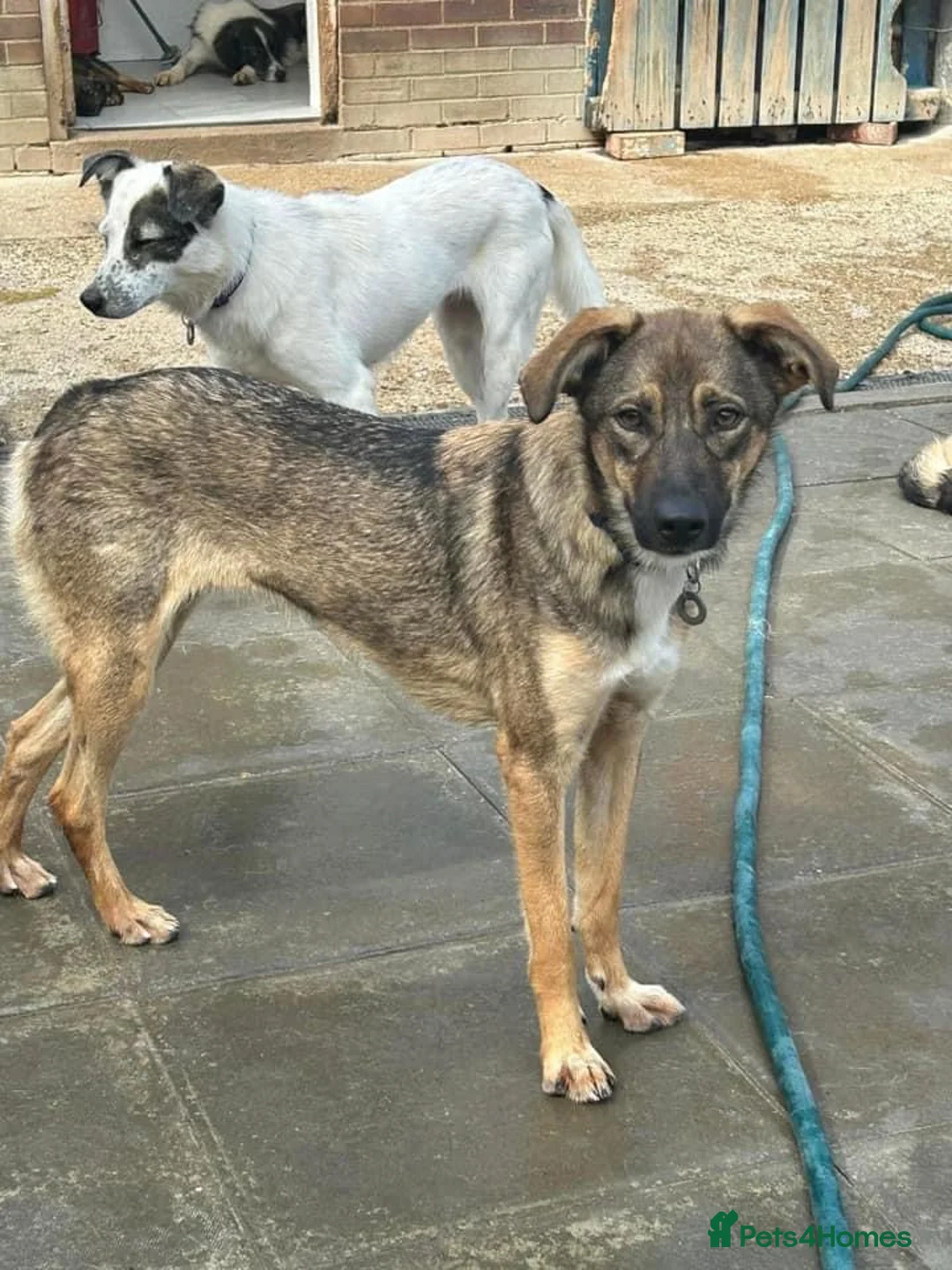 Mixed Breed dogs for adoption: Harper. Norwich Norfolk  in Norwich - Advert 3