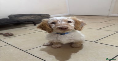 Cockapoo dogs - Advert 13