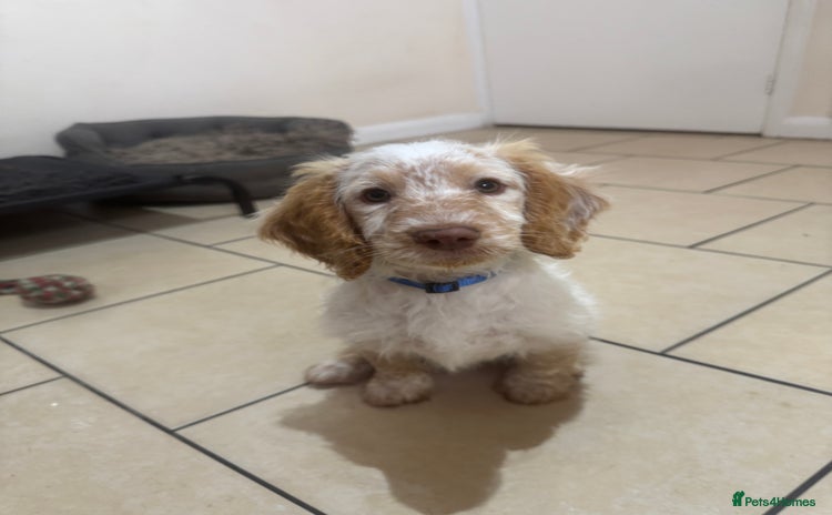 Cockapoo dogs - Advert 3