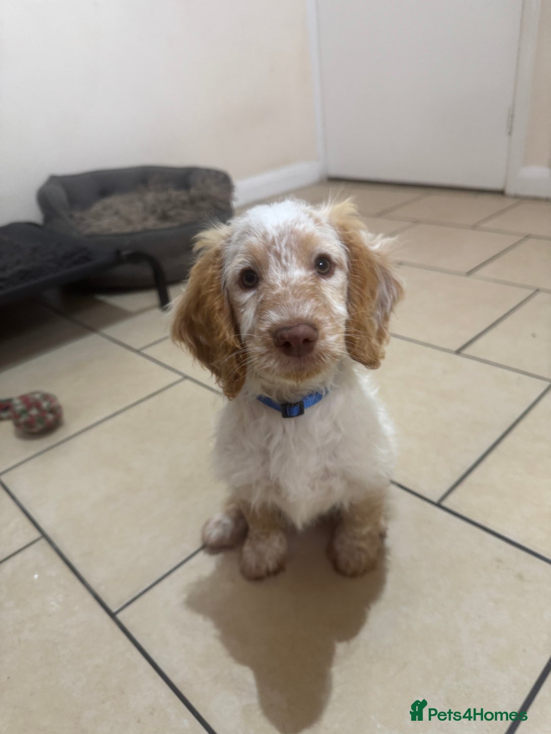 Cockapoo dogs for sale: F1 cockapoo  - Image 1