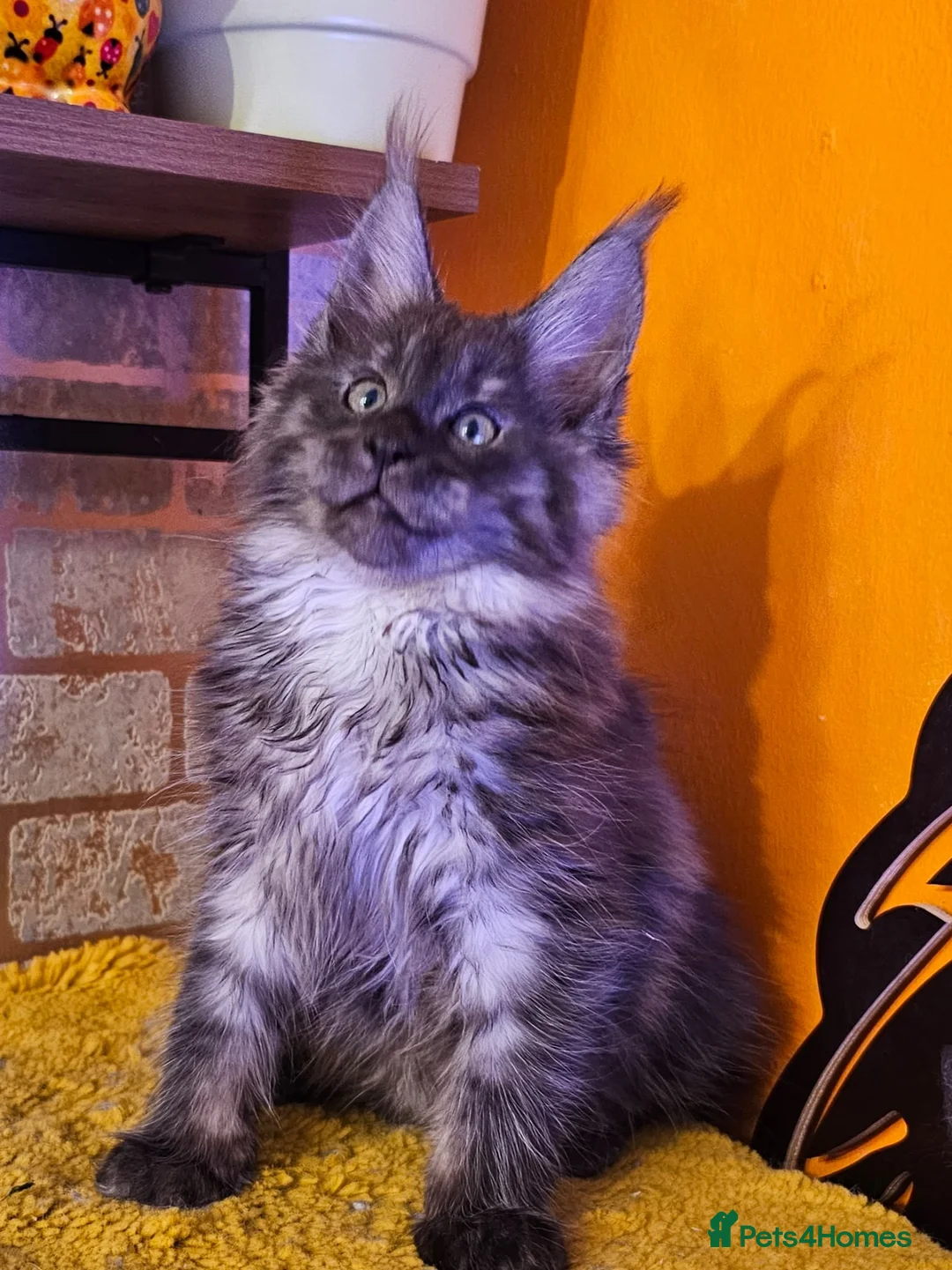 Maine Coon cats for sale: BEAUTIFUL MAINE COON KITTENS FOR SALE - Advert 22