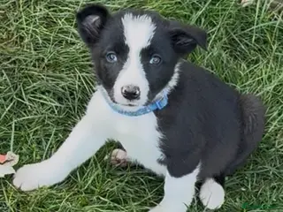 Border Collie dogs Short Haired Border Collie Pups - Advert 1