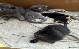 Russian Blue cats for sale: ✨RUSSIAN BLUE KITTEN FOR SALE  - Image 12