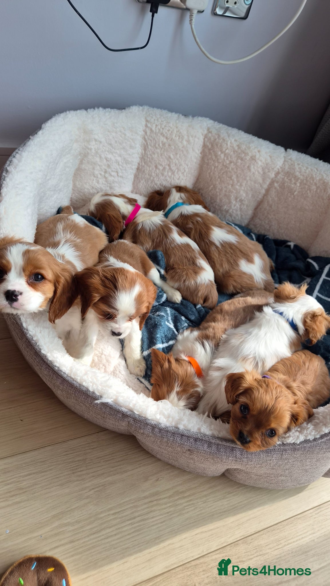 Cavalier King Charles Spaniel dogs Cavalier King Charles Spaniels - Advert 1