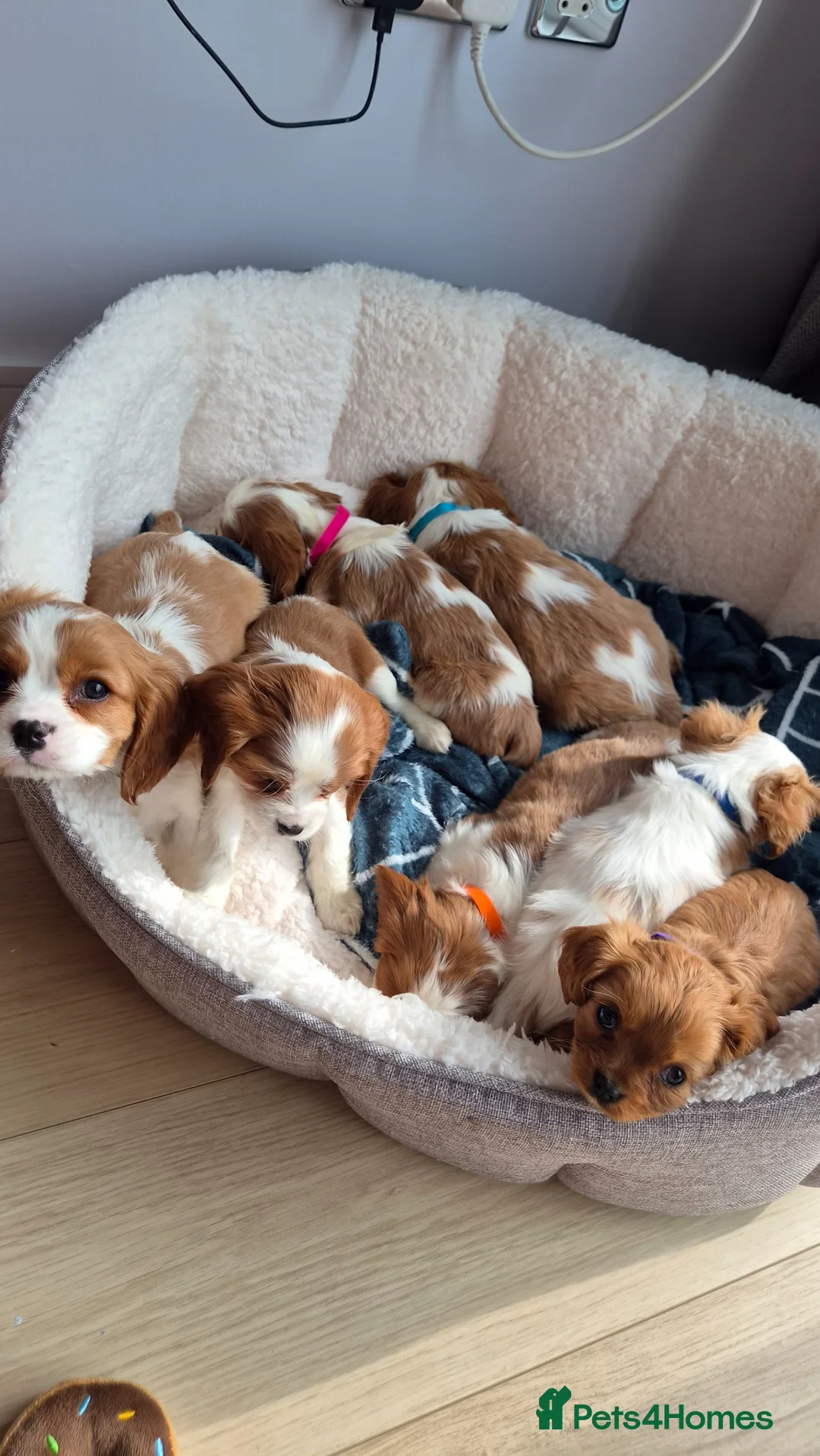 Cavalier King Charles Spaniel dogs for sale: Cavalier King Charles Spaniels - Advert 1