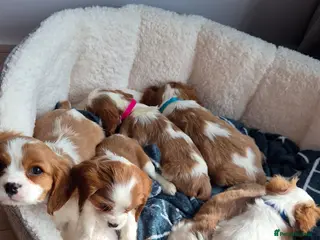 Cavalier King Charles Spaniel dogs Cavalier King Charles Spaniels - Advert 1
