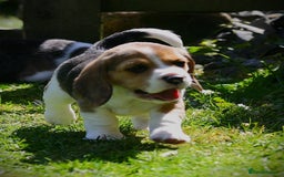 Beagle dogs for sale: KC Registered Beagle Pups in Llanwrtyd Wells - Image 11