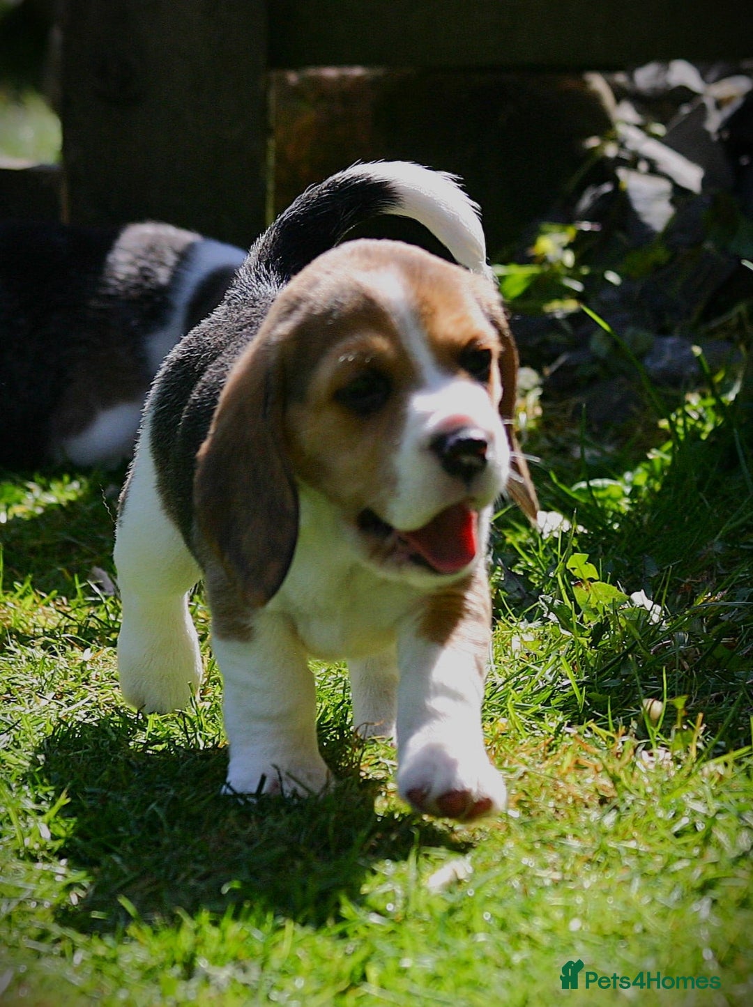 Beagle dogs for sale: KC Registered Beagle Pups in Llanwrtyd Wells - Image 11