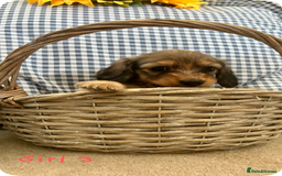 Miniature Dachshund dogs for sale: UPDATED PHOTOS - Long Haired Miniature Dachshunds  - Image 12