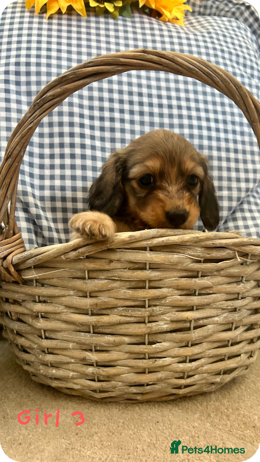 Miniature Dachshund dogs for sale: UPDATED PHOTOS - Long Haired Miniature Dachshunds  - Image 12