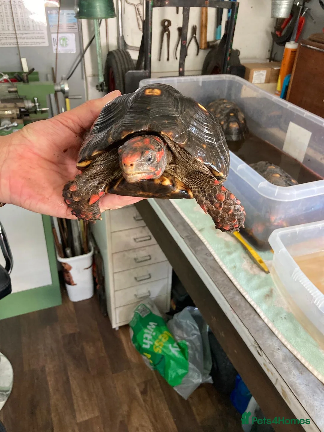 Tortoise reptiles for sale: Cherry head red foot tortoise - Advert 2