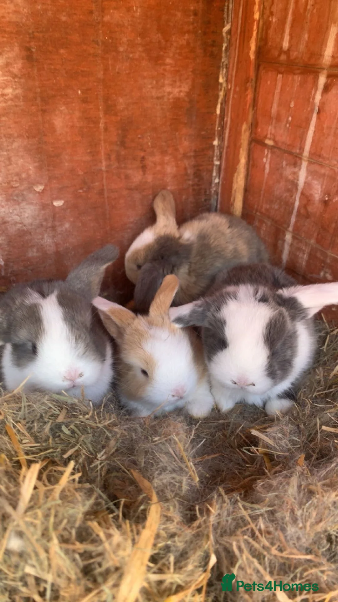 Mini Lop rabbits for sale: Mini Lops Mixed sex - Advert 6