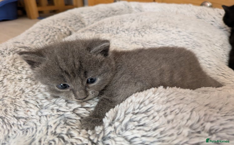 Russian Blue cats - Advert 11