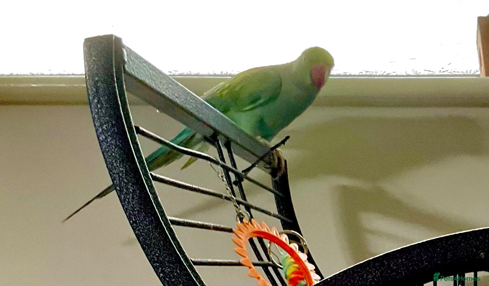 Ringnecks birds BLUE INDIAN RINGNECK PARRAKEET PLUS OWN CAGE ETC - Advert 12