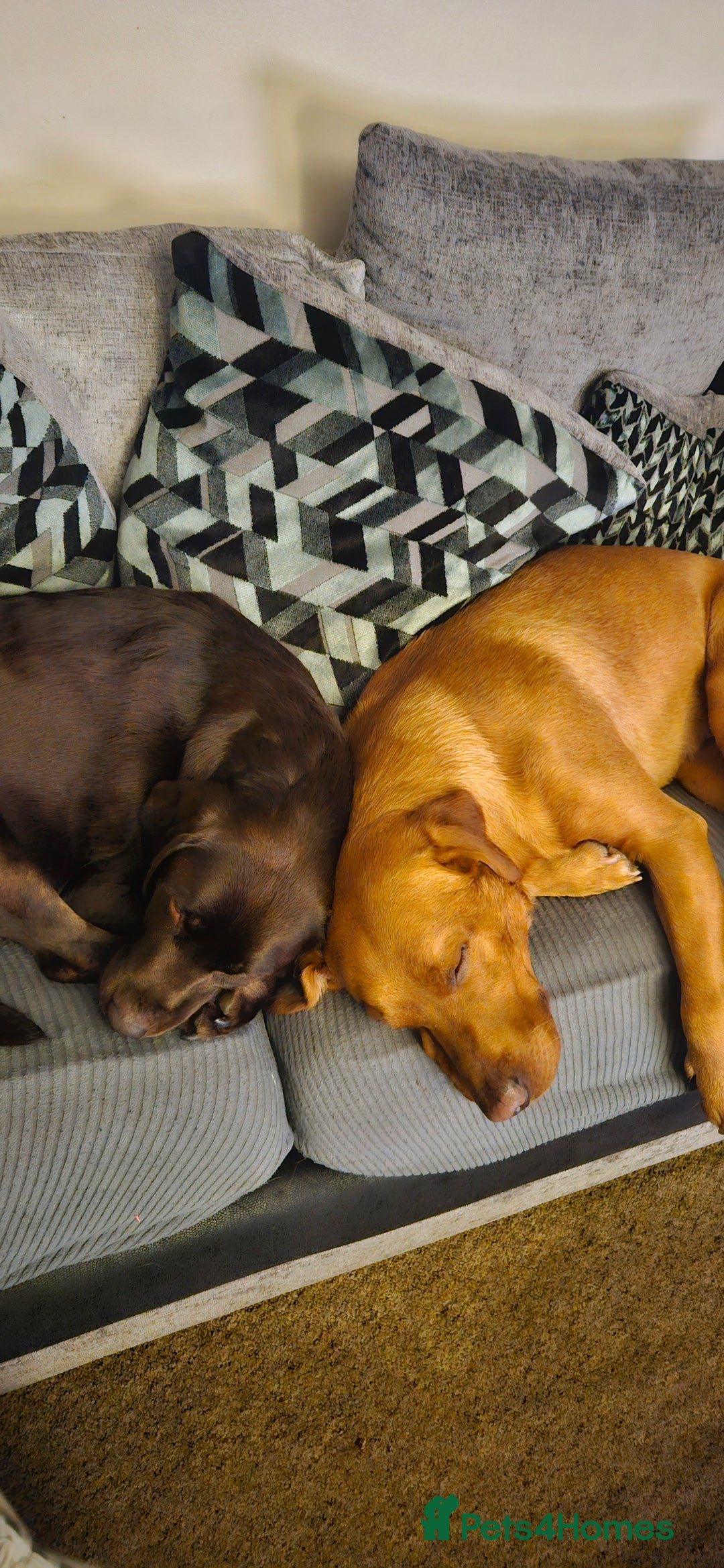 Labrador Retriever dogs for sale: Black labrador puppies - Advert 10