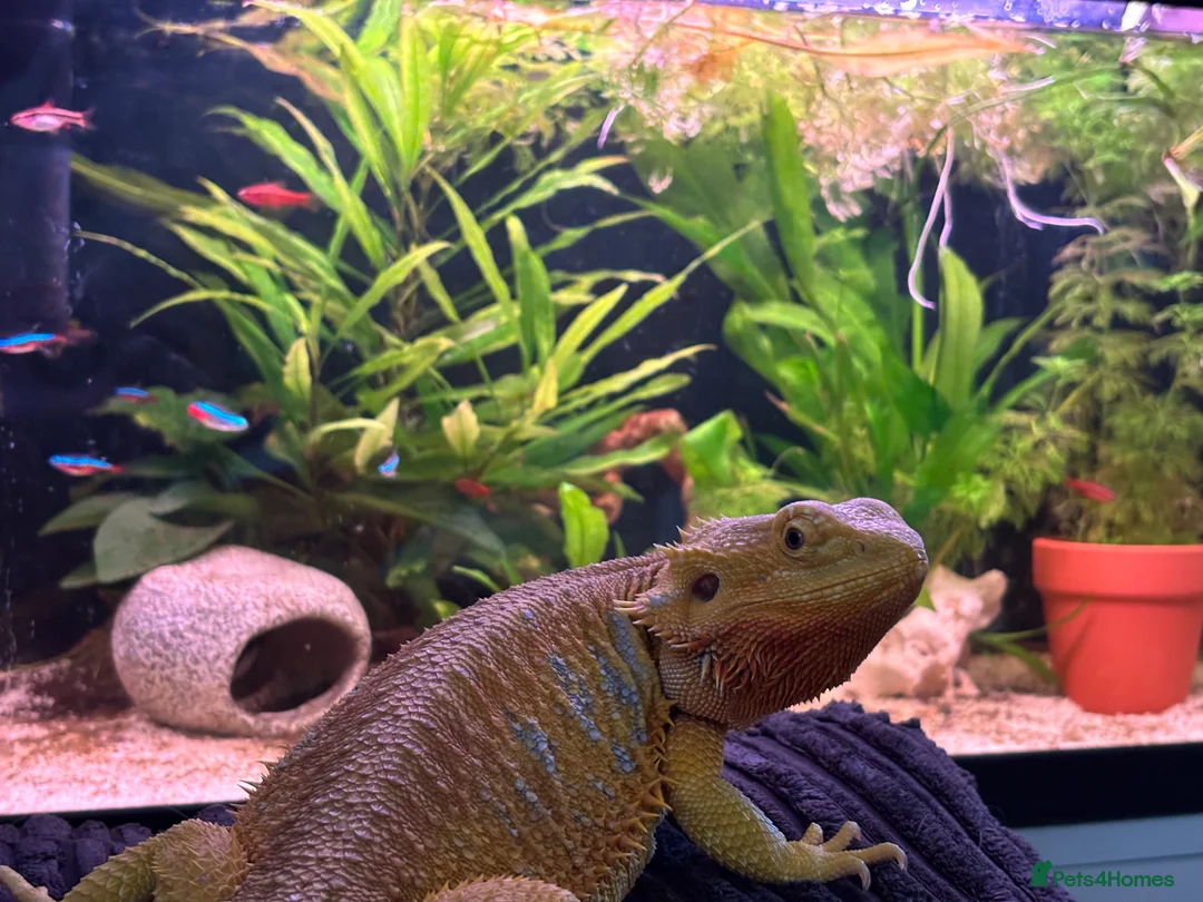 Bearded Dragon reptiles for sale: Betsy  in Redruth - Advert 3