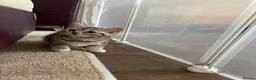 British Shorthair cats for sale: British Blue Shorthair Silver Tabby kittens - Advert 5