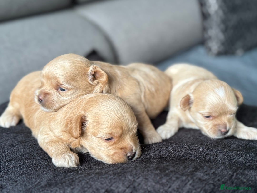 Maltipoo dogs for sale: Tiny F1 Asian Maltipoo puppies. Reserve now! - Image 6