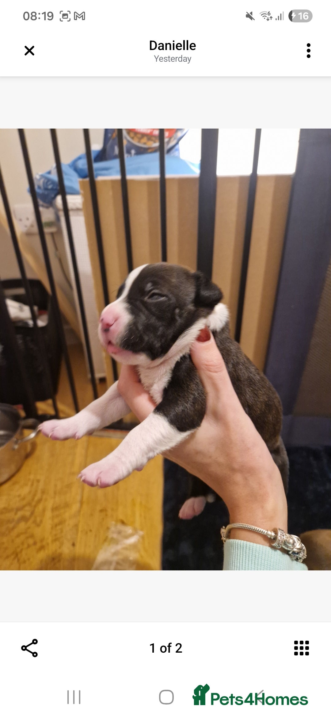 Staffordshire Bull Terrier dogs for sale: Staffy puppies - Advert 9