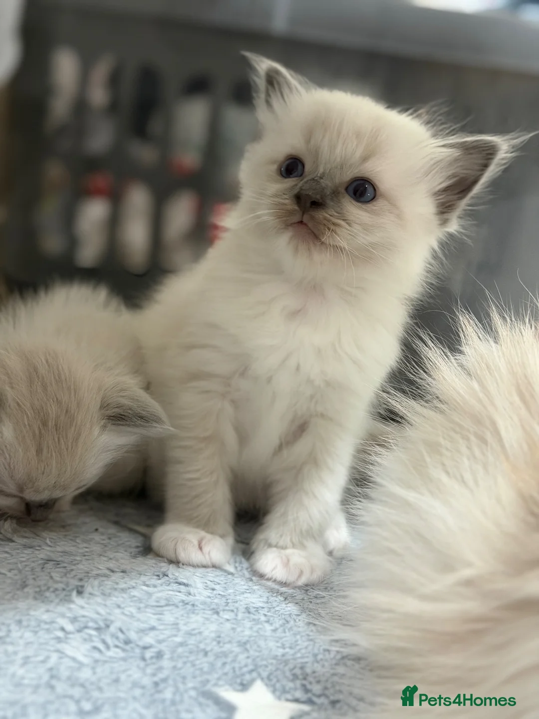 Ragdoll cats for sale: Male ragdoll kitten  - Advert 2