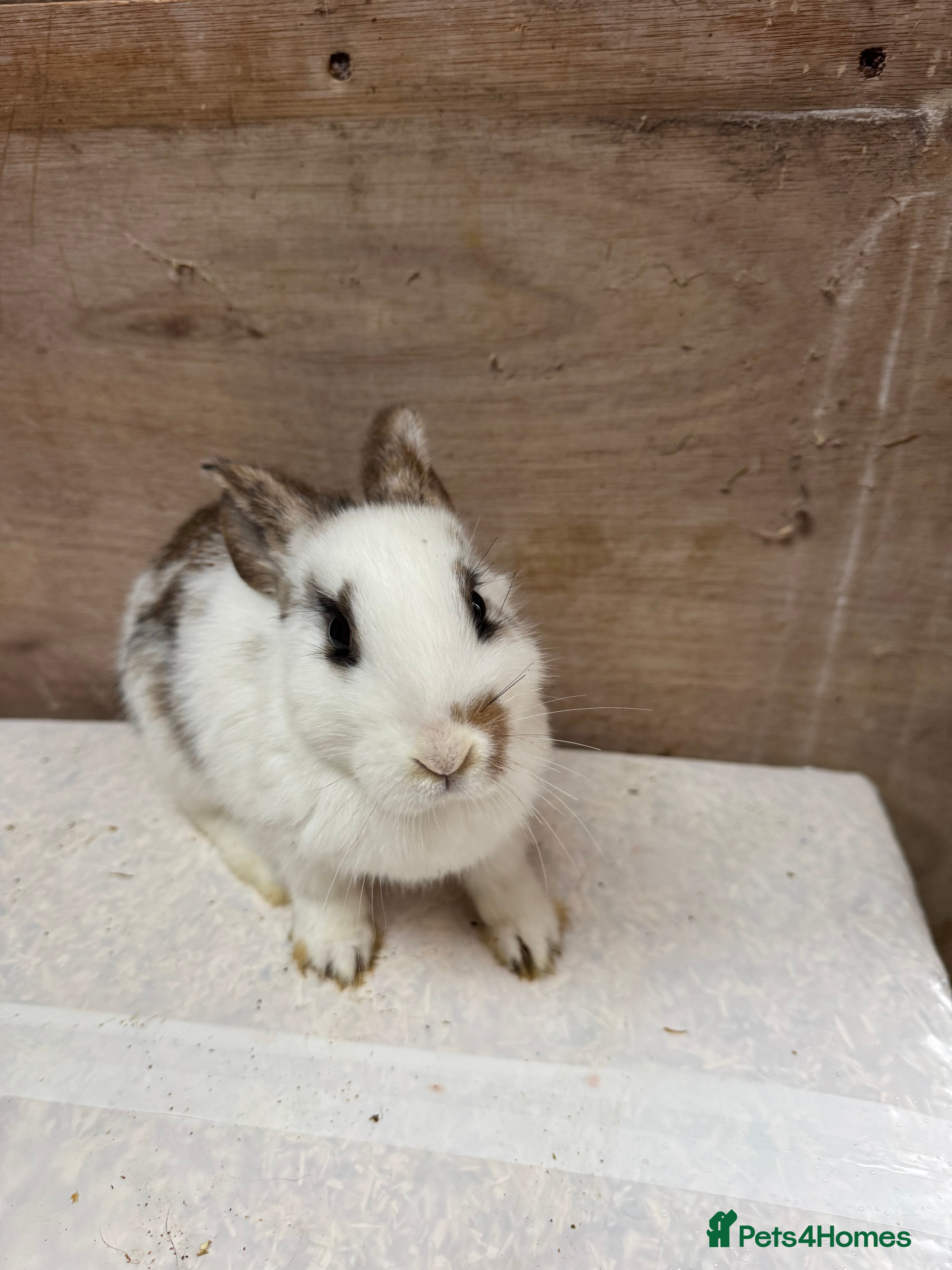 Mixed Breed rabbits 9 beautiful little Rabbit very friendly - Advert 1