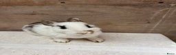 Mixed Breed rabbits for sale: 9 beautiful little Rabbit very friendly - Advert 1