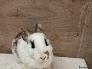 Mixed Breed rabbits 9 beautiful little Rabbit very friendly - Advert 9