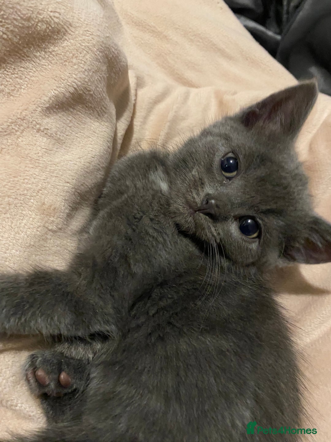 Mixed Breed cats for sale: Beautifull playfull  kittens  - Image 1