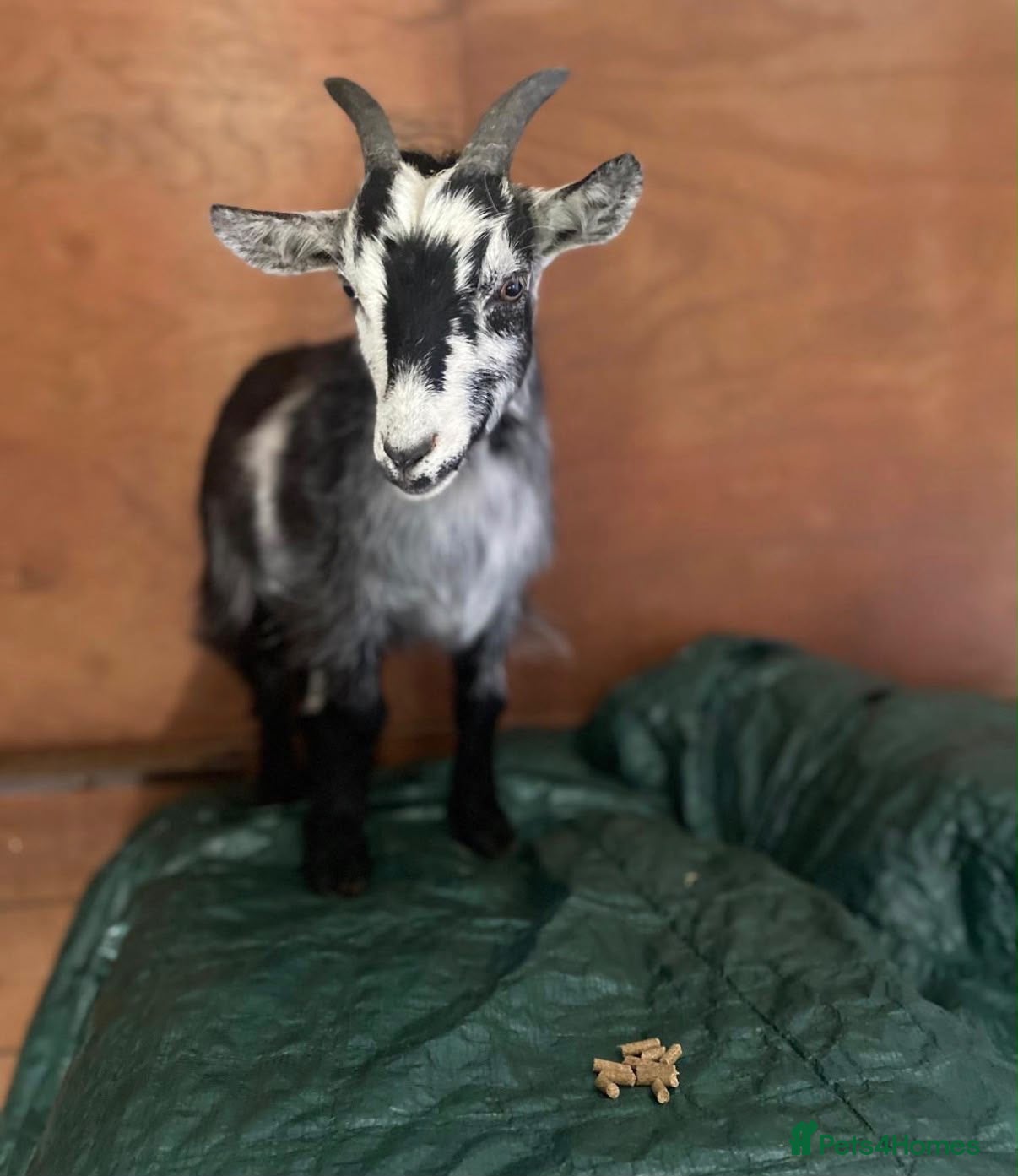 Goats livestock Pigmy goat for sale  - Advert 11