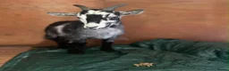 Goats livestock for sale: Pigmy goat for sale  in Treorchy - Advert 1