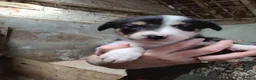 Border Collie dogs for sale: Working collie pups in Market Rasen - Advert 8