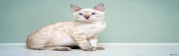 Bengal cats for sale: SNOW LYNX PURE BENGAL BOY-Frankie-Top Personality - Advert 4